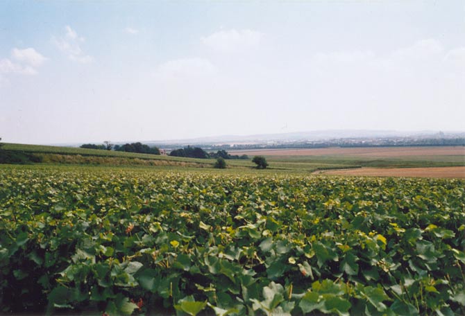Fields of vines