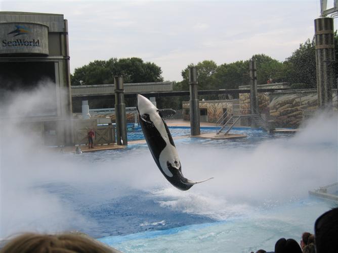 Shamu Show - SeaWorld