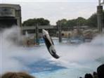 Shamu Show - SeaWorld