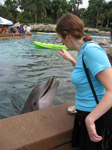 Feeding Dolphins at SeaWorld