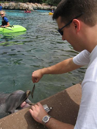 Feeding Dolphins at SeaWorld