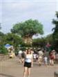 The Tree of Life at Animal Kingdom